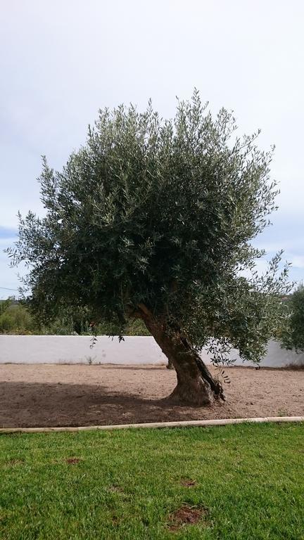 אלבדוס Casa Das Oliveiras חדר תמונה